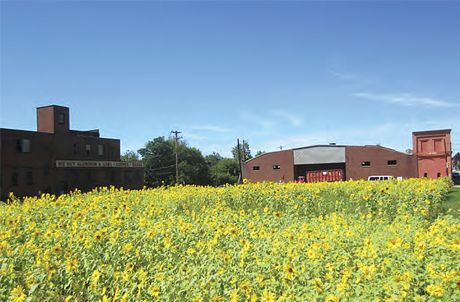 A field of blooming sunflowers planted to beautify a vacant lot.