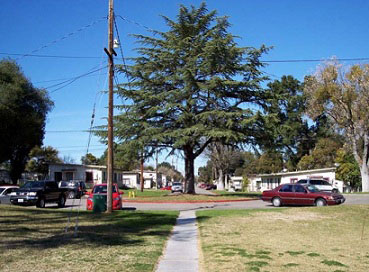 View looking north on Pine Street in the current Oak Park Public Housing project.